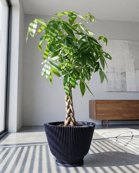 A money tree plant in a dark blue ribbed planter pot sits in a bright, modern room with a large window and a wooden cabinet in the background. The plant is lush and green, with a braided trunk. The pot has a unique, textured design.
