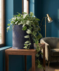 A pothos plant in a navy blue planter pot sits on a wooden table in a room with blue walls.
