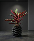A Calathea plant in a black, twisted-design planter pot sits on a gray floor against a gray wall with a spotlight above.