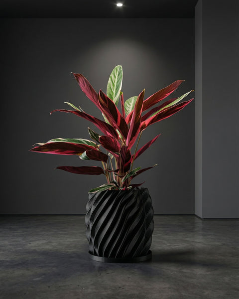 A Calathea plant in a black, twisted-design planter pot sits on a gray floor against a gray wall with a spotlight above.