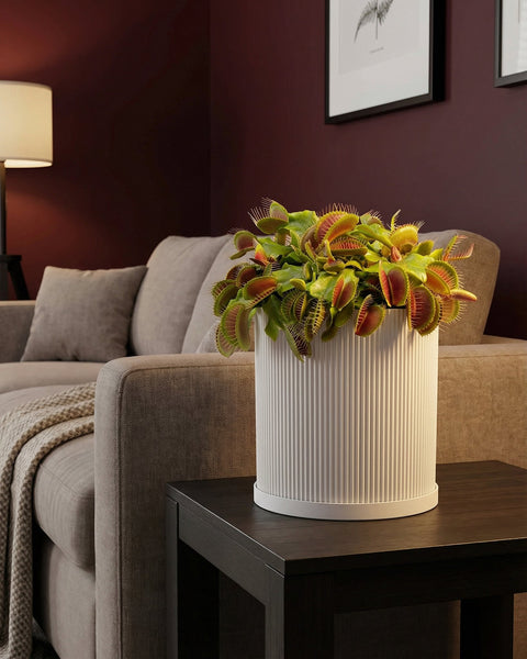 A Venus flytrap plant in a white, ridged planter pot sits on a dark wood side table next to a gray couch.