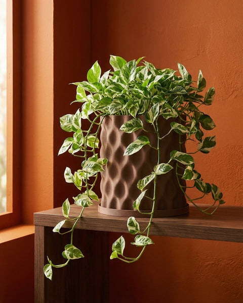 A vibrant pothos plant spills from a textured brown planter pot, displayed on a wooden shelf against a warm, earthy-toned wall.