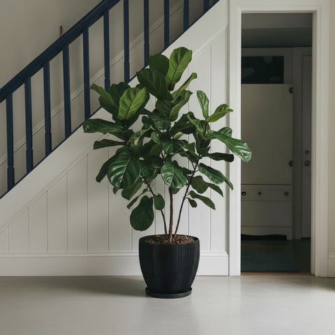 Charcoal Black Coconut