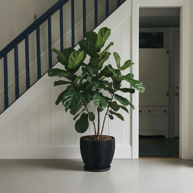 Charcoal Black Coconut