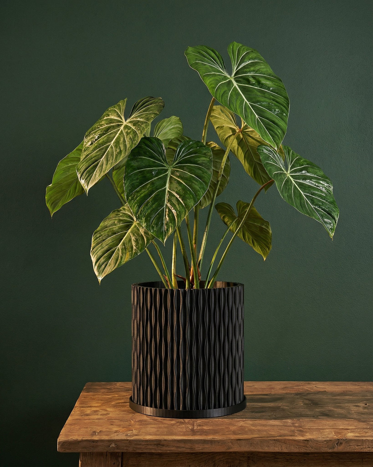 A rubber plant in a black, textured planter pot sits on a white windowsill, bathed in sunlight.