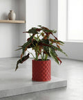 A red, textured planter pot with a rubber plant inside, set against a modern, minimalist interior.
