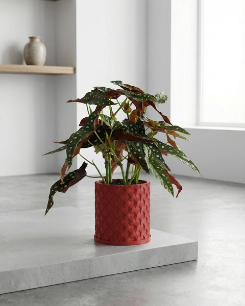 A red, textured planter pot with a rubber plant inside, set against a modern, minimalist interior.