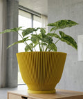 A yellow planter pot with a plant inside sits on top of a wooden cabinet. The planter pot has a unique vertical ribbed design. The plant has large, green leaves with white variegation. The background is a modern interior with a window and concrete wall.