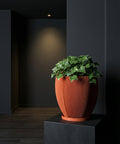 A Philodendron Gloriosum plant sits in a textured, terracotta-colored planter pot on a dark shelf against a dark wall.