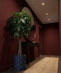 A money tree in a dark blue planter pot sits in the corner of a hallway with dark red walls and a light brown rug.