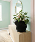 A black, vertically-striped planter pot sits atop a dark wood cabinet, overflowing with a lush, green plant with silver-spotted leaves.
