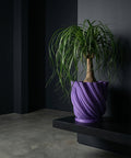 A money tree plant in a purple planter pot sits on a dark wood floor next to a window and a chair.