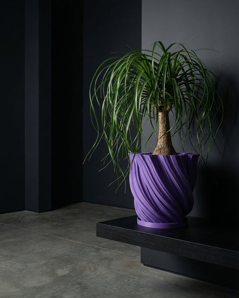 A money tree plant in a purple planter pot sits on a dark wood floor next to a window and a chair.