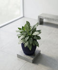 A silver evergreen plant in a dark blue planter pot sits on a concrete stand in a modern room with a bench and large window.