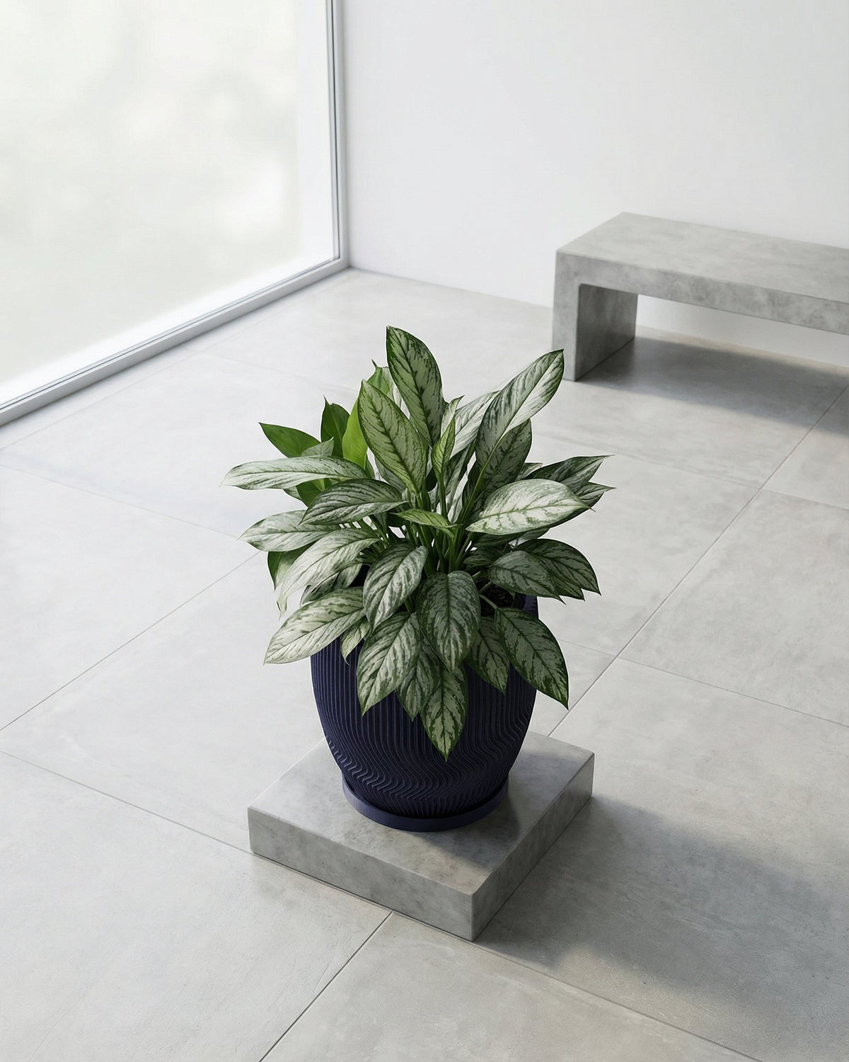 A silver evergreen plant in a dark blue planter pot sits on a concrete stand in a modern room with a bench and large window.