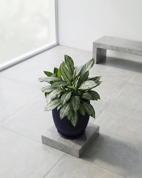 A silver evergreen plant in a dark blue planter pot sits on a concrete stand in a modern room with a bench and large window.