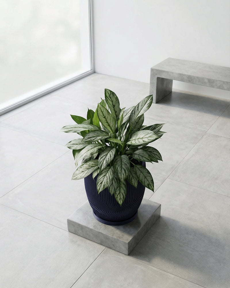 A silver evergreen plant in a dark blue planter pot sits on a concrete stand in a modern room with a bench and large window.