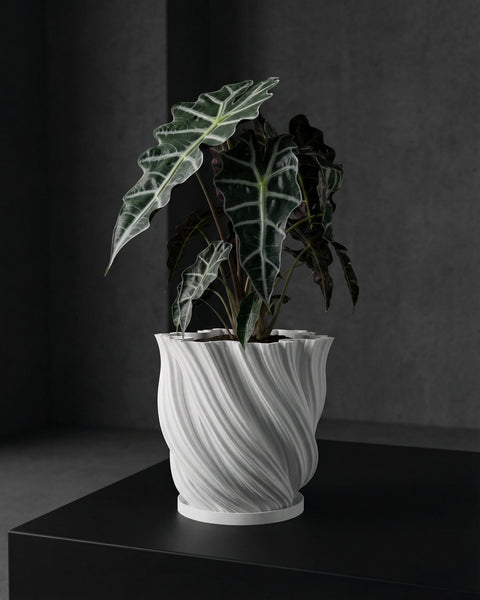 A potted Alocasia plant sits on a wooden shelf in front of a window. The plant is in a white, textured planter pot.