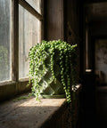 A string of pearls plant in a green planter pot sits on a wooden windowsill bathed in sunlight.