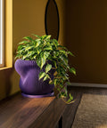 A Hoya compacta plant in a purple striped planter pot on a wooden stand against an orange wall.
