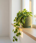 A green planter pot with a houseplant sitting on a windowsill.