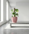A pink planter pot with a green plant sits on a white windowsill, bathed in sunlight. The pot has a textured, woven design.