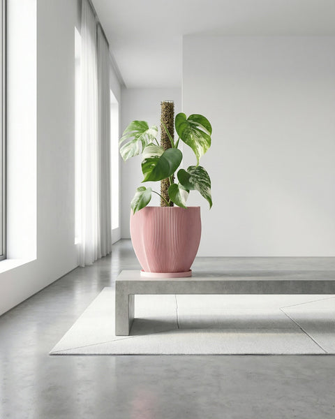 A pink planter pot with a green plant sits on a white windowsill, bathed in sunlight. The pot has a textured, woven design.