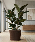 A brown geometric planter pot with a green banana plant sits on a gray shelf against a dark red wall.