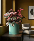 A vibrant pink princess philodendron plant in a light blue, ribbed planter pot sits atop a dark wood cabinet in a stylish room.