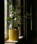 A potted plant sits on a windowsill in a yellow planter pot.