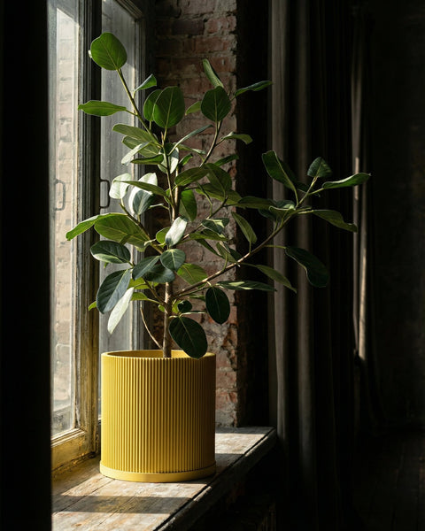 A potted plant sits on a windowsill in a yellow planter pot.