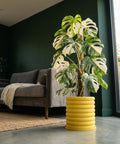 A tall, variegated Monstera plant in a bright yellow, ribbed planter pot sits on a concrete floor next to a dark green wall.