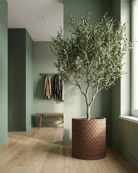 A brown woven planter pot sits next to a window in a green room. The pot holds a small tree with green leaves.