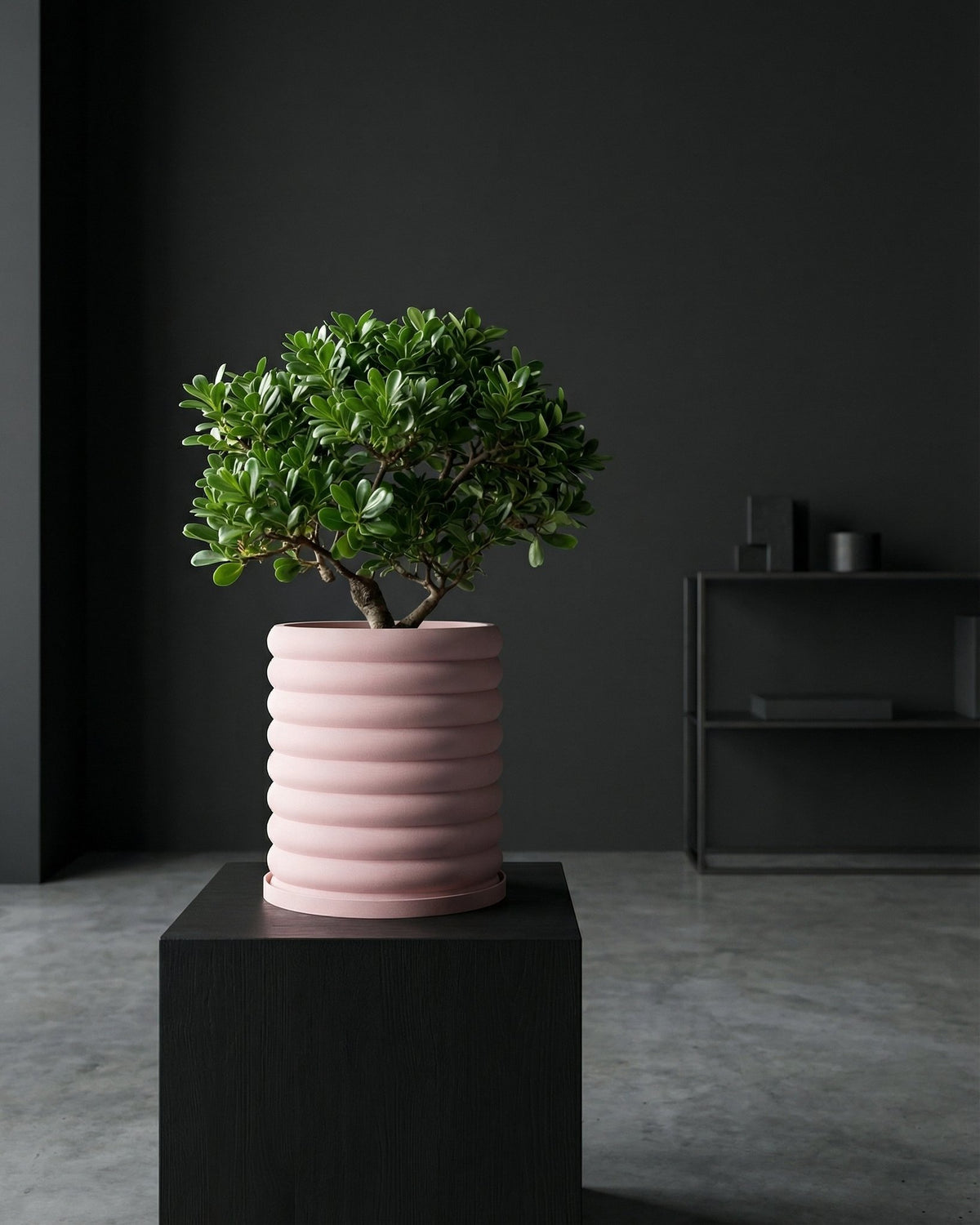 A pink planter pot with a green plant inside sits on a black stand. The pot has a ribbed design and the plant has small, round leaves.