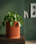 A Philodendron Gloriosum plant sits in a textured, terracotta-colored planter pot on a dark shelf against a dark wall.