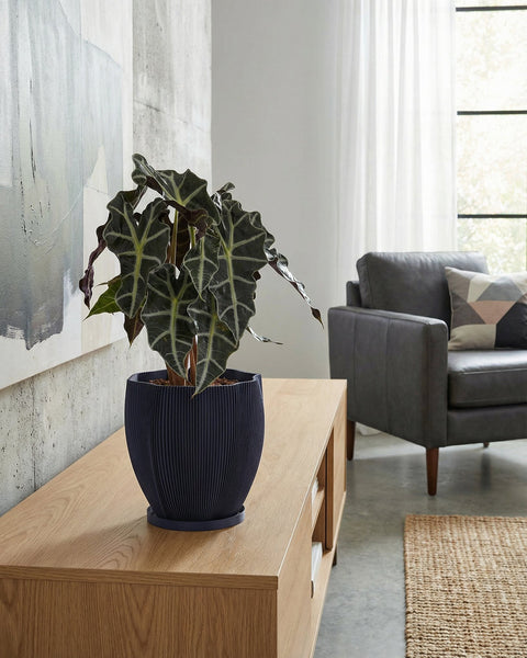 A dark blue planter pot with a textured, swirling design sits on a wooden cabinet, holding a green plant with round leaves.