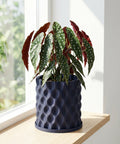 A blue planter pot with a polka dot plant sits on a wooden shelf in front of a window. The pot has a unique, textured design.