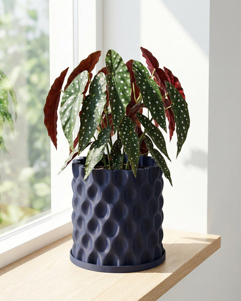 A blue planter pot with a polka dot plant sits on a wooden shelf in front of a window. The pot has a unique, textured design.