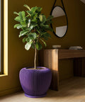 A fiddle-leaf fig in a purple, vertically ribbed planter pot sits next to a desk and a window in a room with olive-green walls.