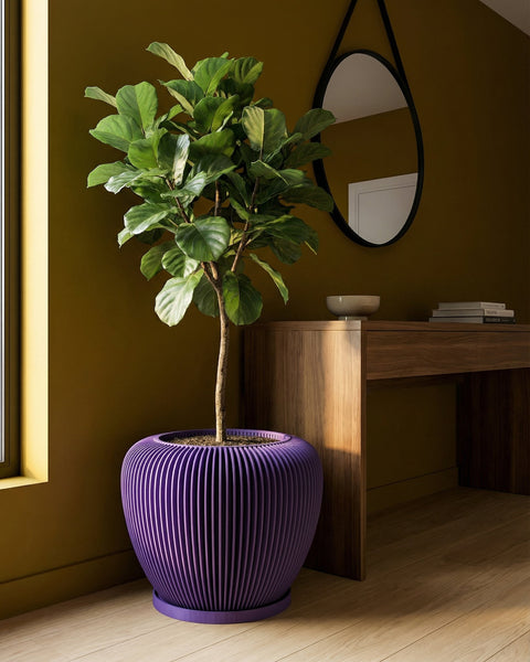 A fiddle-leaf fig in a purple, vertically ribbed planter pot sits next to a desk and a window in a room with olive-green walls.