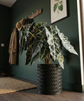 A decorative black woven planter pot sits on a dark wood floor in a room with dark green walls. A large plant with striking leaves fills the pot.