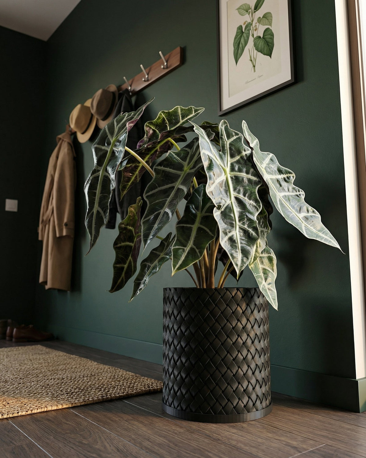A decorative black woven planter pot sits on a dark wood floor in a room with dark green walls. A large plant with striking leaves fills the pot.