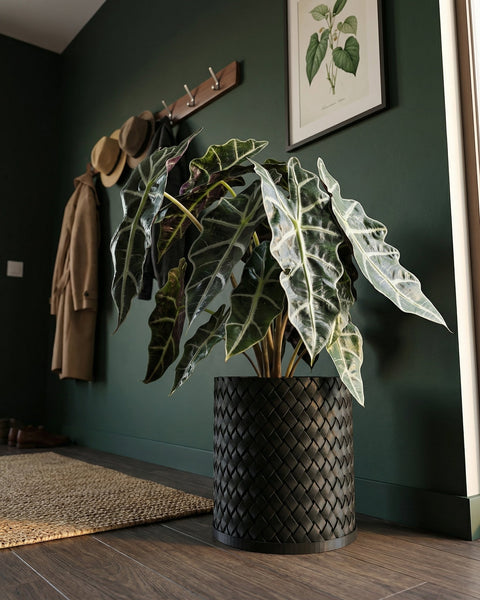 A decorative black woven planter pot sits on a dark wood floor in a room with dark green walls. A large plant with striking leaves fills the pot.