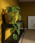 A yellow ribbed planter pot sits on a dark wood table, holding a Monstera adansonii plant with its distinctive holey leaves.