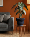 A spider plant in a black, vertically-striped planter pot sits on a dark wooden table against a warm-toned background.