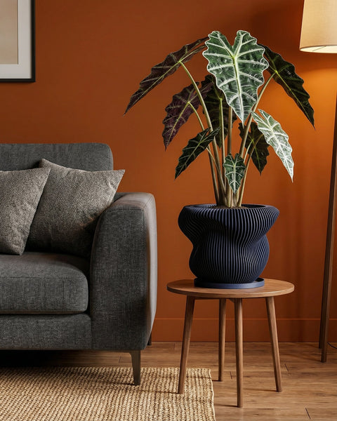 A spider plant in a black, vertically-striped planter pot sits on a dark wooden table against a warm-toned background.