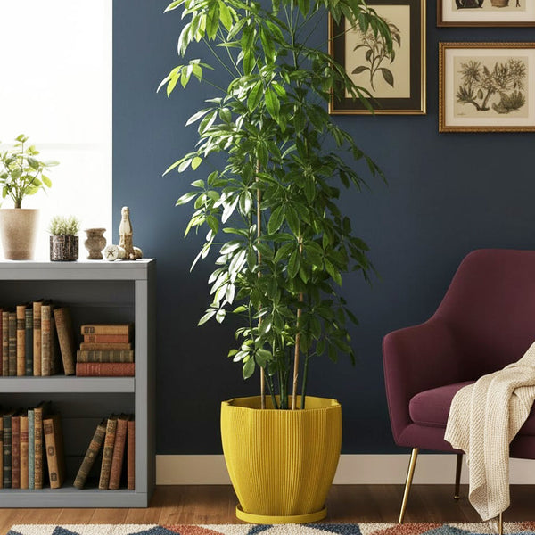 Lemon Yellow Coconut