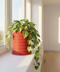 A vibrant green pothos plant cascades from a terracotta-colored, ridged planter pot on a white windowsill, bathed in warm sunlight.