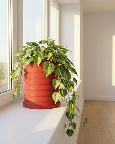 A vibrant green pothos plant cascades from a terracotta-colored, ridged planter pot on a white windowsill, bathed in warm sunlight.