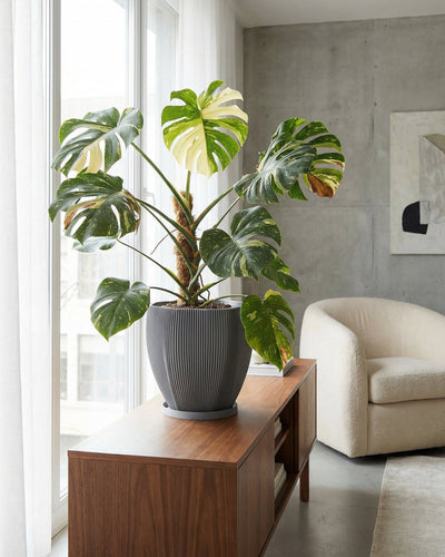 Concrete Grey Coconut